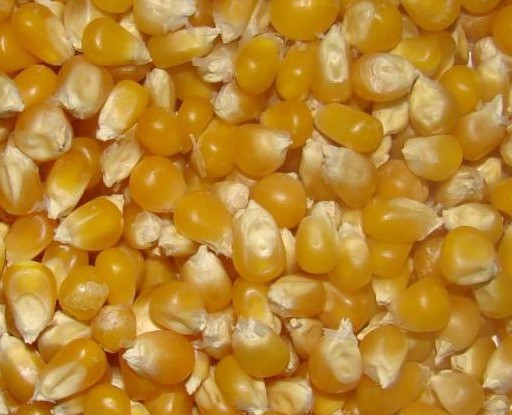 Кукуруза зерно