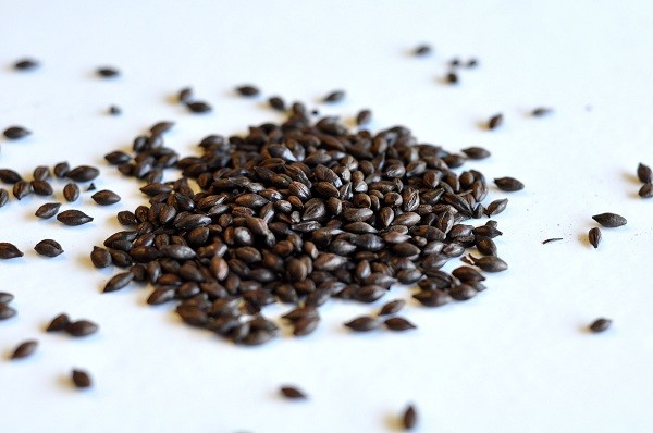 Солод ячменный жженый Roasted barley Castle Malting