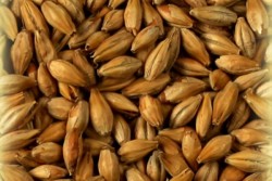 Солод ячменный Cara Clair Castle Malting