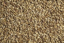Солод ячменный Cara plus 100 Viking Malt