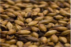 Солод ячменный Cara plus 200 Viking Malt