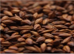 Солод ячменный Cara plus 250 Viking Malt