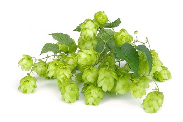Хмель ароматный Mandarina Bavaria