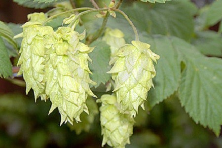 Хмель ароматный Hersbrucker
